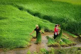 Nghề cói Kim Sơn: Những sợi cói nối dài giá trị di sản
